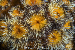 Sea anemone garden by Peet J Van Eeden 